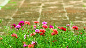 玫瑰花太阳植物粉红玫瑰花在花园石地板背景中绽放119秒视频