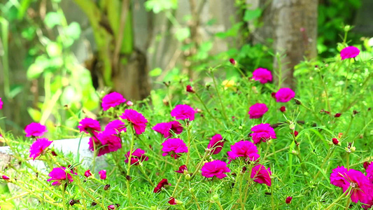 棕榈树玫瑰摩斯太阳在花园里种着紫红色花朵1视频