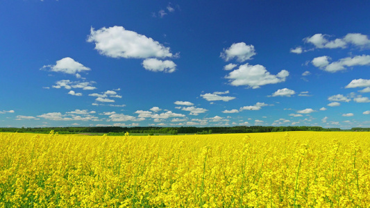 Canola字段全景视频