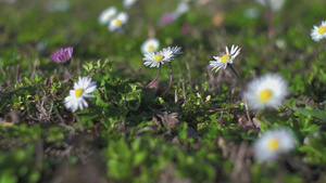 小菊花13秒视频