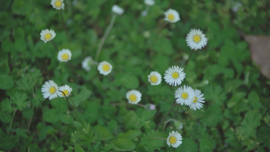 草地5中的春菊视频