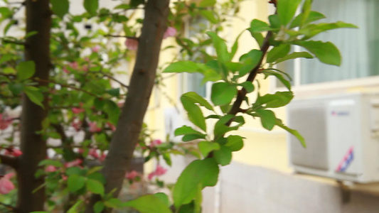春季植物发芽绿叶叶子 视频