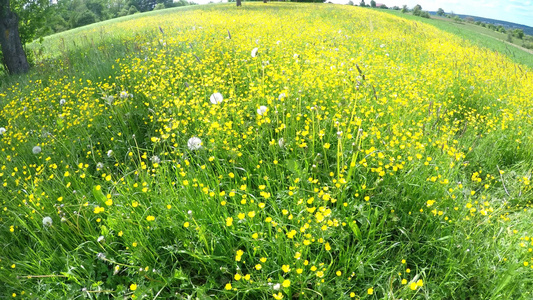 春天在德国的草地上有奶油酱视频
