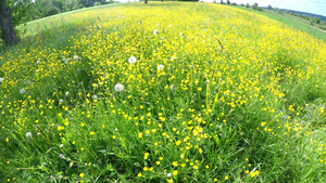 春天在德国的草地上有奶油酱31秒视频