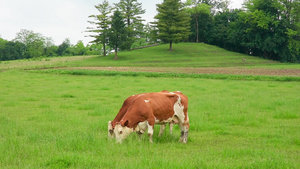 在草原上吃草的奶牛21秒视频