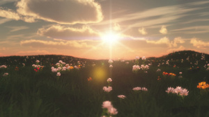 在草原的日落与花朵17秒视频