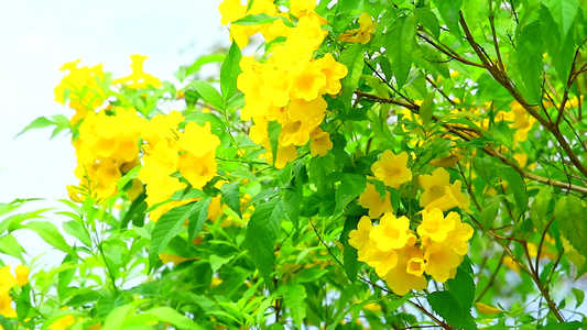 银号角金树帕拉瓜扬银号喇叭树在花园中开花的黄色花朵视频