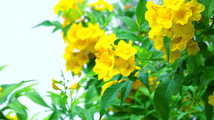 黄花盛开在花园22秒视频