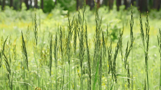 高草原草地视频