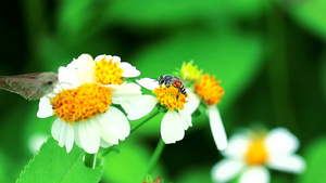 蜜蜂和蝴蝶从花中找到花蜜12秒视频