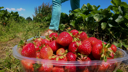 园圃中收留的鲜草莓和新鲜的草莓视频