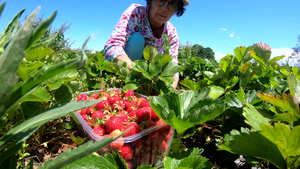 妇女在田间收获草莓28秒视频