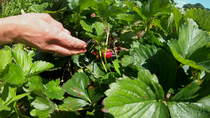 园圃中收留的鲜草莓和新鲜的草莓35秒视频