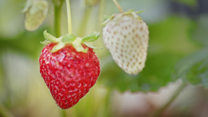 藤蔓上的草莓11秒视频