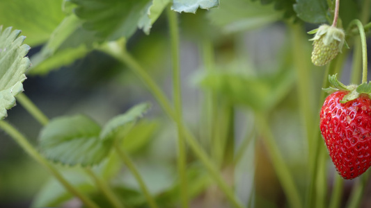 草莓摘草莓收紧视频