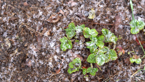 春天在花园里生长的草莓绿叶上落下雪10秒视频