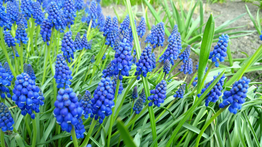 春花在花园里盛开的鲜花于春天视频