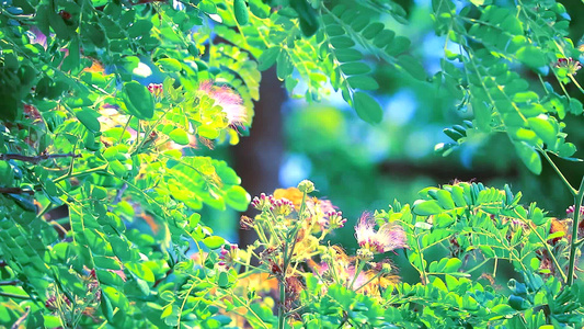 雨树东印度胡桃猴子窝大型常年植物和花朵在花园中开花视频