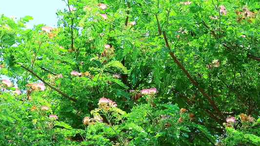 雨树东印度胡桃猴子豆花粉红花视频