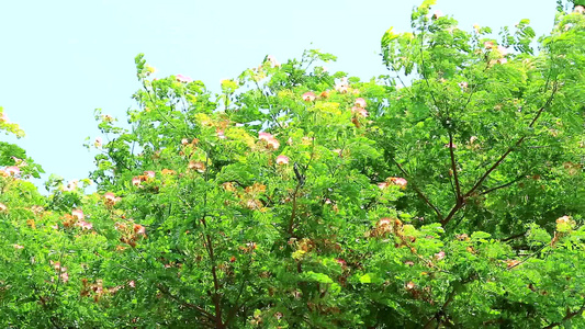 雨树东印度胡桃猴子豆粉花和天空视频