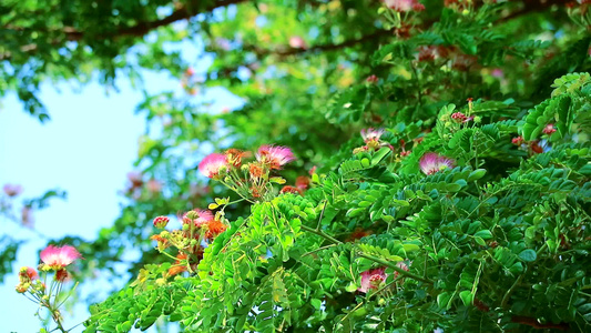 雨树东印度胡桃猴子窝和花朵在花园中开花视频