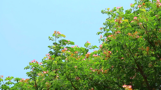 雨树东印度胡桃猴子窝长年植物高15至20米多枝叶小视频