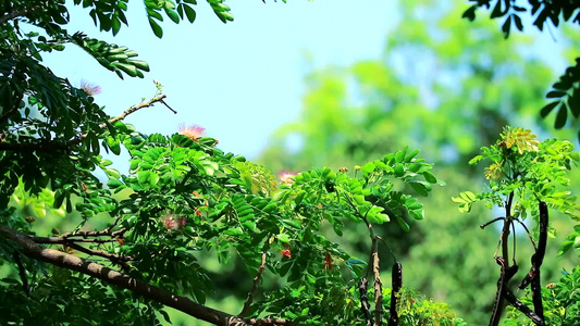 花树和模糊背景视频