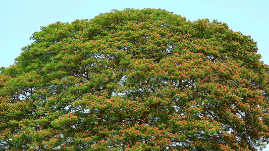 大树和蓝天背景上的花雨树东印度核桃猴荚大型多年生植物视频
