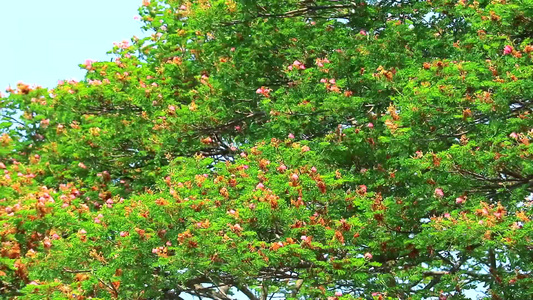 横跨东印度胡桃猴子舱雨树粉红色花朵和丁基天空背景视频