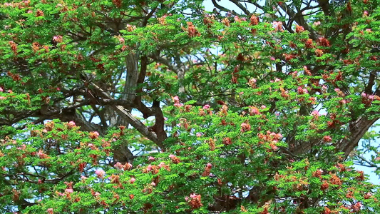 横跨雨林的秋天季节有粉红色花朵满盛开蓝蓝天空背景视频