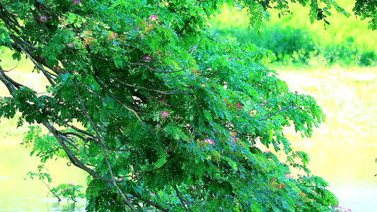 夏季花朵开花的池塘表面上树枝生长在夏季视频