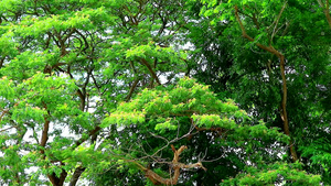 东印度胡桃猴子豆雨树花园中的粉红色花朵32秒视频