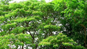 东印度胡桃猴子豆雨树粉红花和蓝天空背景24秒视频
