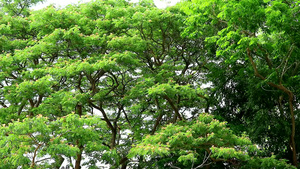 东印度胡桃猴子豆雨树粉红色花朵46秒视频