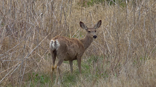 白尾鹿也称为白尾鹿或处女鹿odocutouleus视频