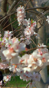樱花大自然视频