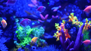 五颜六色的生动的鱼在紫外uv光下发光紫罗兰色水族馆17秒视频