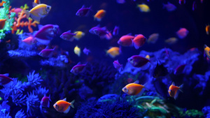 五颜六色的鱼在紫光的水族馆21秒视频