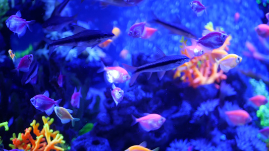 五颜六色的生动的鱼在紫外uv光下发光紫罗兰色水族馆视频