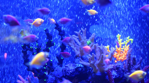 五颜六色的生动的鱼在紫外uv光下发光紫罗兰色水族馆17秒视频