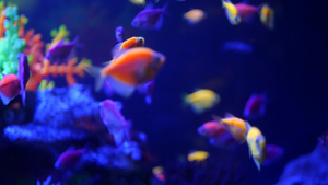 五颜六色的鱼在紫光下的水族馆17秒视频