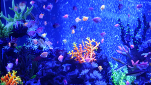 五颜六色的生动的鱼在紫外uv光下发光16秒视频