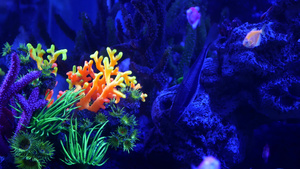 五颜六色的生动的鱼在紫外uv光下发光紫罗兰色水族馆14秒视频