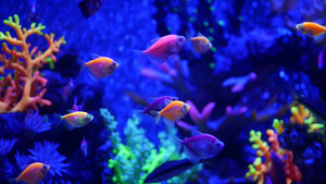 五颜六色的生动的鱼在紫外uv光下发光紫罗兰色水族馆18秒视频