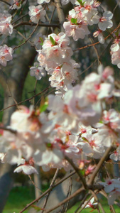 樱花樱花盛开视频