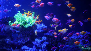 五颜六色的生动的鱼在紫外uv光下发光紫罗兰色水族馆16秒视频