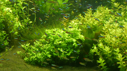 五颜六色的生动荧光小鱼在绿藻和水生植物之间的河流淡水视频