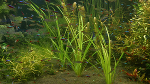 五颜六色生动的荧光小鱼和绿藻植物14秒视频
