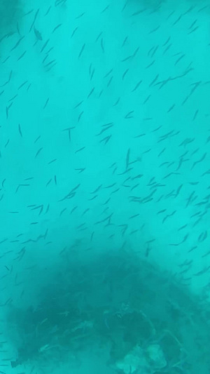 巴厘岛浮潜小鱼海底世界11秒视频