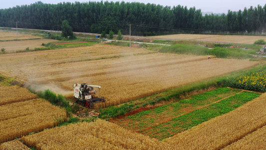 4K航拍收割机在田间收割小麦视频